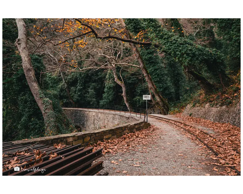 Forest Path